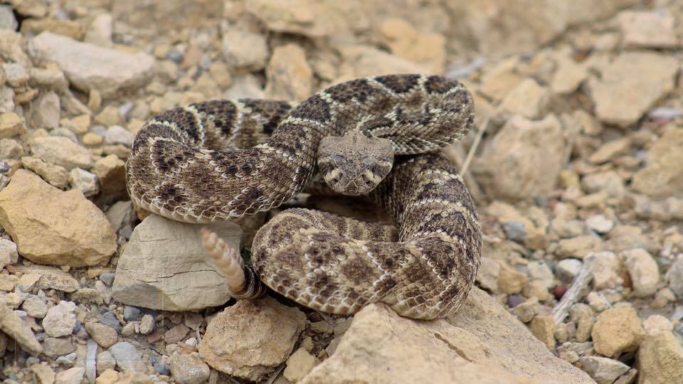 snake
